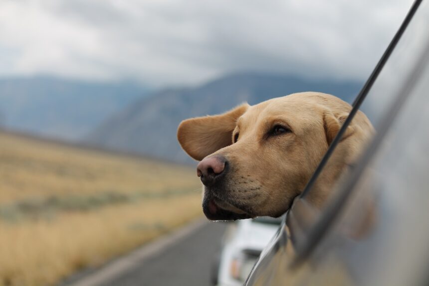 Der perfekte Ausflug mit Hund: Tipps, Ziele und Vorbereitungen